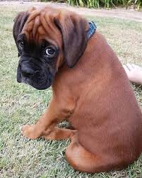 Pin By Kambrie Le On Boxers In 2020 Boxer Dog Pictures Boxer Puppies Boxer Dog Puppy