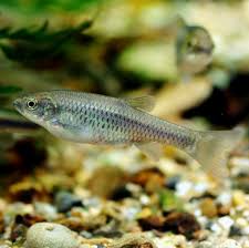 Image result for Aphanocalyx richardsiae