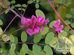 Image result for Indigofera roseo-caerulea