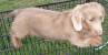 Miniature Long Haired Dapple Dachshund