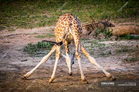 What do predators eat giraffes? Giraffe Eating From Ground With Grass On Background During Daytime Animal Outdoor Stock Photo 176555130