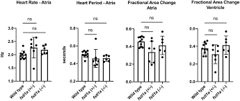 Receives deoxygenated blood from the veins and pumps into the right ventricle. Zebrafish Follistatin Like 1b Regulates Cardiac Contraction During Early Development Biorxiv