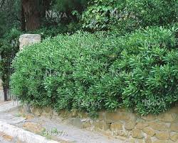 Check spelling or type a new query. Pittosporum Tobira Media Database