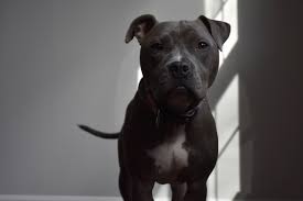 This means that most dogs of such breed will carry the coating characteristic. Delta Dawn