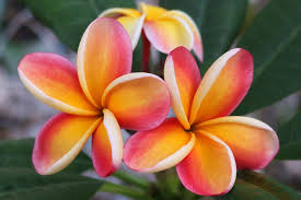 Plumeria Nebel S Rainbow Aloha Friday Plumeria Flowers Flowers Beautiful Flowers