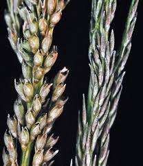 Image result for Sporobolus coromandelianus