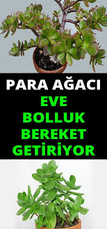 Yapmamız gereken şeylerden biri de, kullanmadığımız eşyaları bir başkasına vererek, oluşan enerji. Eve Bolluk Bereket Getiren Bitki Plants Herbs Flowers