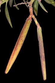 Image result for Sphaeropsis tumefaciens oleander symptoms
