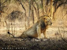 Asiatic Lion