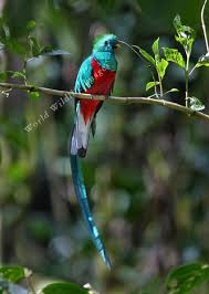Pin On Quetzal Bird Quetzals The Resplendent Quetzal Pharomachrus Mocinno