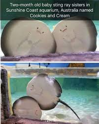 Funny Anime Laughing Animal Pictures 67 Ideas For 2019 Funny Animal Pictures Cute Animals Baby Animals Funny