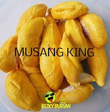 Berdasarkan info daripada sifu durian, pokok durian ini mula ditanam secara komersial di gua musang, kelantan dan. Durian Udang Merah Vs Musang King Englshpolis