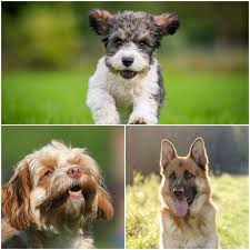 Check spelling or type a new query. The 29 Most Expensive Dogs To Buy And Own