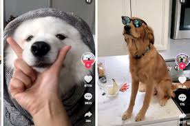 Maybe you would like to learn more about one of these? Here Are 56 Of The Best Tiktok Dogs Ever