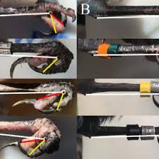 PDF) KNEMIDOKOPTES MITES AND THEIR EFFECTS ON THE GRIPPING POSITION OF THE  FEET OF STELLER'S JAYS (CYANOCITTA STELLERI)