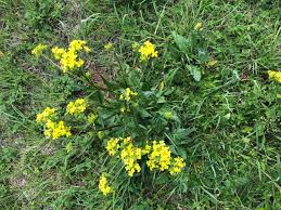 Image result for Berlinia orientalis