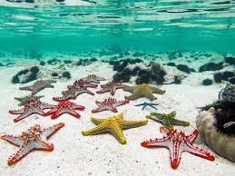 Пляж нунгви возле ресторана мама мия | nungwi beach zanzibar. Seesterne Auf Matemwe Beach Sansibar Sansibar Reisen Ausflug Reisen