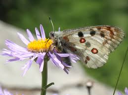Image result for Parnassius apollo