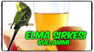 muhabbet kuslarinda elma sirkesi nerede ve nasil kullanilir youtube