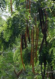 Image result for Cassia abbreviata