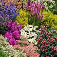Any gardener will tell you that the addition of border flowers spruce up your entire yard and landscape. Ten Established Cottage Garden Plants Hardy Perennials Perfect For Beds And Borders Garden Plants