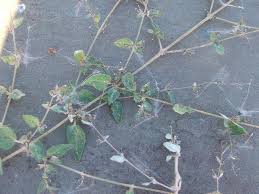 Image result for Boerhavia repens