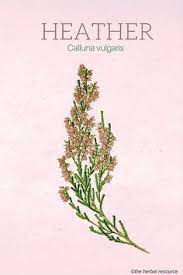 Heather Health Benefits And Side Effects Herbalism Herbal Healing Herbal Plants