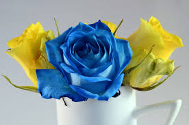 Ratchaphruek 11 facts about thailands national flower thua thay nam moi con xin kinh chuc thay duoc doi giau suc khoe va gia dinh. Red Yellow White Rose Meaning In Hindi