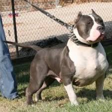 Our xl american bullies are all dna health tested, with the best guarantee in the business. American Bully Xxl Fotos Dog Pictures Blog American Bully Pitbull Dog Pictures Bully Dog