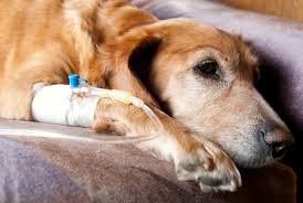 A lump or a bump, a wound that doesn't heal, any kind of swelling, enlarged lymph nodes, a lameness or swelling in the. Part 1 Cancer In Dogs The Signs Paws Pet Care At Home Pet Sitting Dog Walking Louisville Ky