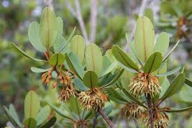 Image result for Manilkara mochisia
