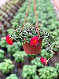 La portulaca raggiunge al massimo i 40 cm di altezza. Pianta Portulaca Vaso 14cm Amazon It Giardino E Giardinaggio