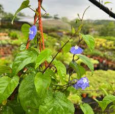 Image result for Jacquemontia