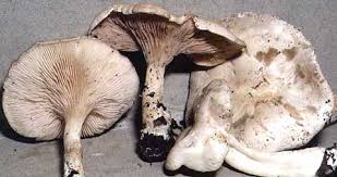 Image result for Clitopilus prunulus