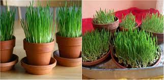 (virgula se pune întotdeauna înaintea conjuncţiilor sau locuţiunilor conjuncţional. Cum Se Pune Graul La Incoltit De Sfantul Andrei Sfaturi De Plantare