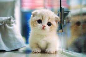 Download 820 Gambar Animasi Kucing Sedih Hd Terbaru Gambar Animasi Ivanildosantos Download Foto Kucing Lucu All Gambar Kucing Lucu Foto Kucing Lucu Kucing