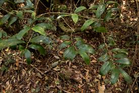 Image result for Dracaena laxissima