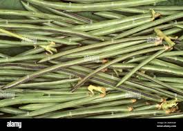 Image result for Vigna umbellata