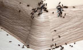 Commercial and home pest control treatments. 24 7 Pest Control And Rodent Control Services In Long Island Nyc Long Island Exterminator Pest Control Wildlife Removal Nyc