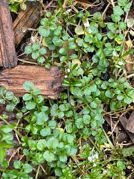 Image result for Pteleopsis anisoptera