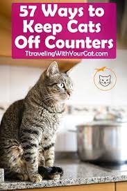 Pin On Cat Care