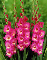 Gladiolus From Latin The Diminutive Of Gladius A Sword Is A Genus Of Perennial Bulbous Flowering Plants In The Iris Family Iridac Glaieul Fleurs Jardinage
