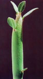 Image result for Euphorbia dawei