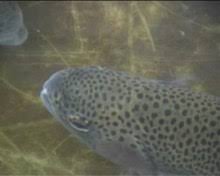 Die regenbogenforellen (oncorhynchus mykiss) (engl. Regenbogenforelle Wikipedia