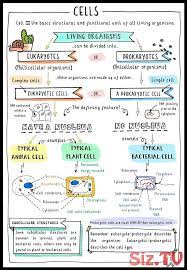 Get Your Free Gcse Biology Revision Notes Comparing Animal Plant And Bacterial Get Your Free Gcse Biology R Science Notes Nursing School Notes Biology Notes