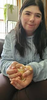 Breeding baby ball pythons successfully