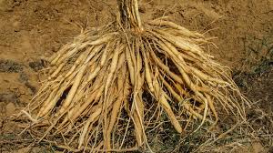 Image result for Asparagus racemosus