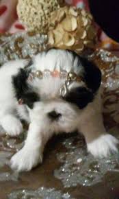 However, free shih tzu dogs and puppies are a rarity as rescues usually charge a small adoption fee to cover their expenses (usually less than. Adorable Imperial Shih Tzu S For Sale In Tampa Florida Classified Americanlisted Com