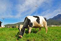 Located about 100 km north of kota kinabalu, the farm is. Desa Dairy Farm Mesilau Highland Kundasang Sabah Attraction