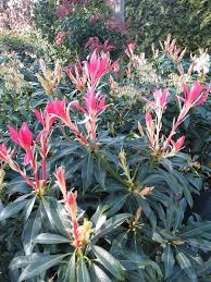 Wuchsform Kleiner Immergruner Strauch Kurztriebig Und Kompakt Breit Aufrecht Wachsend Mit Rundem Habitus Immergrune Straucher Pflanzen Immergruner Garten